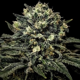Muddy Waters > Empire Seeds